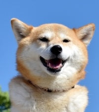 柴犬
