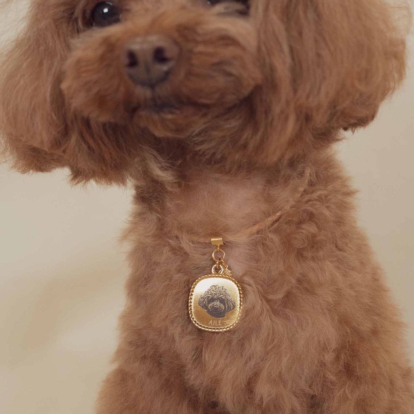 ゴールドドッグネックレス【小型犬用】