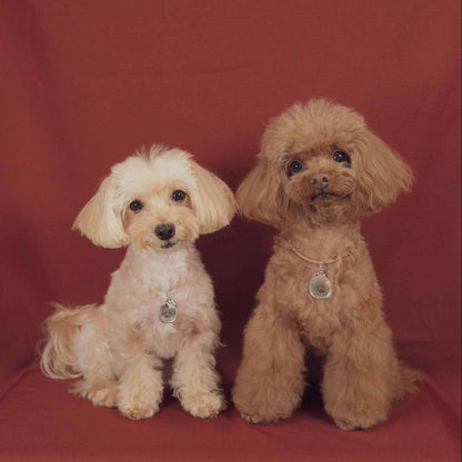 シルバードッグネックレス【小型犬用】